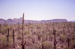 PICTURES/Tucson Area - Saguaro Natl Park, Sabino Canyon & San Xavier/t_Park4.jpg